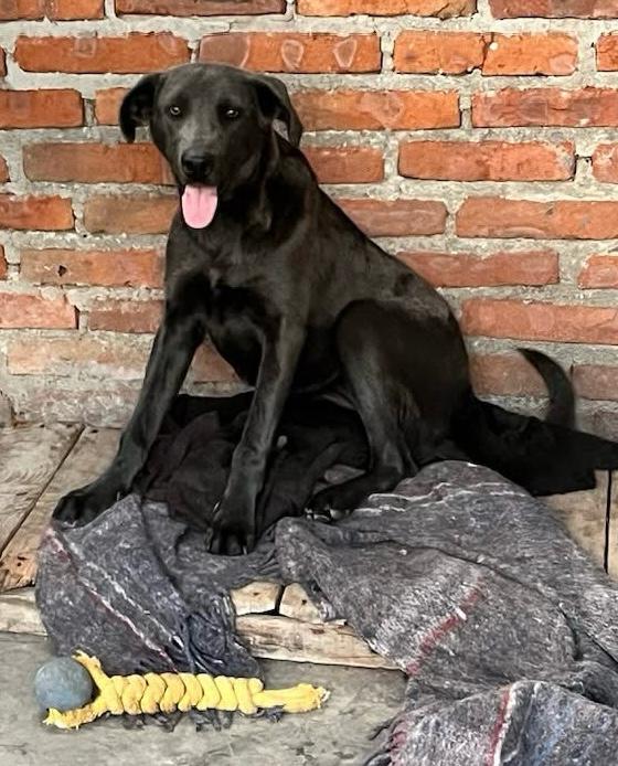Perro negro rescatado