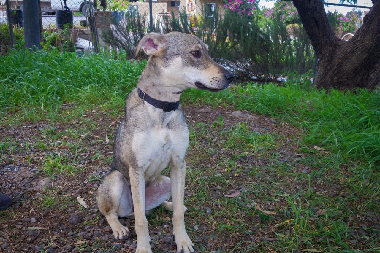 Perro rescatado descansando en el jardín