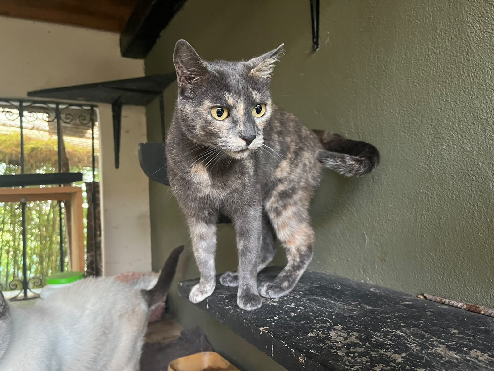 Foto de PIMIENTA