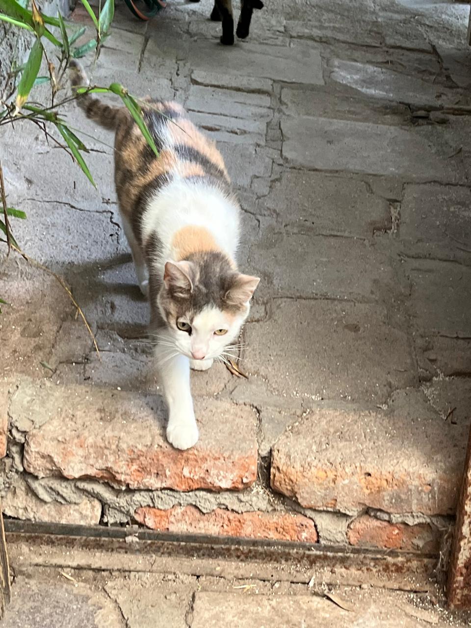 Foto de YOKO