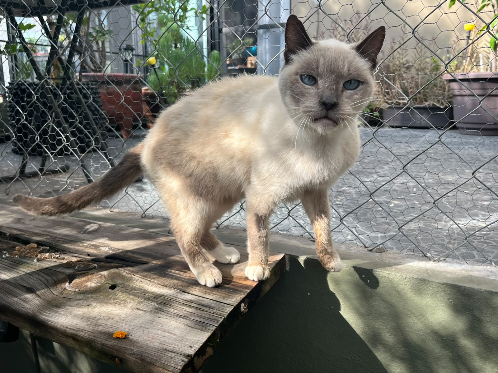 Foto de GUAPO