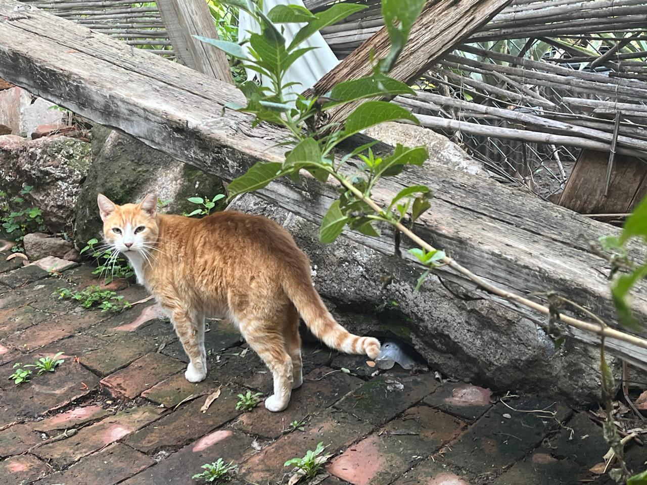 Foto de AMBAR