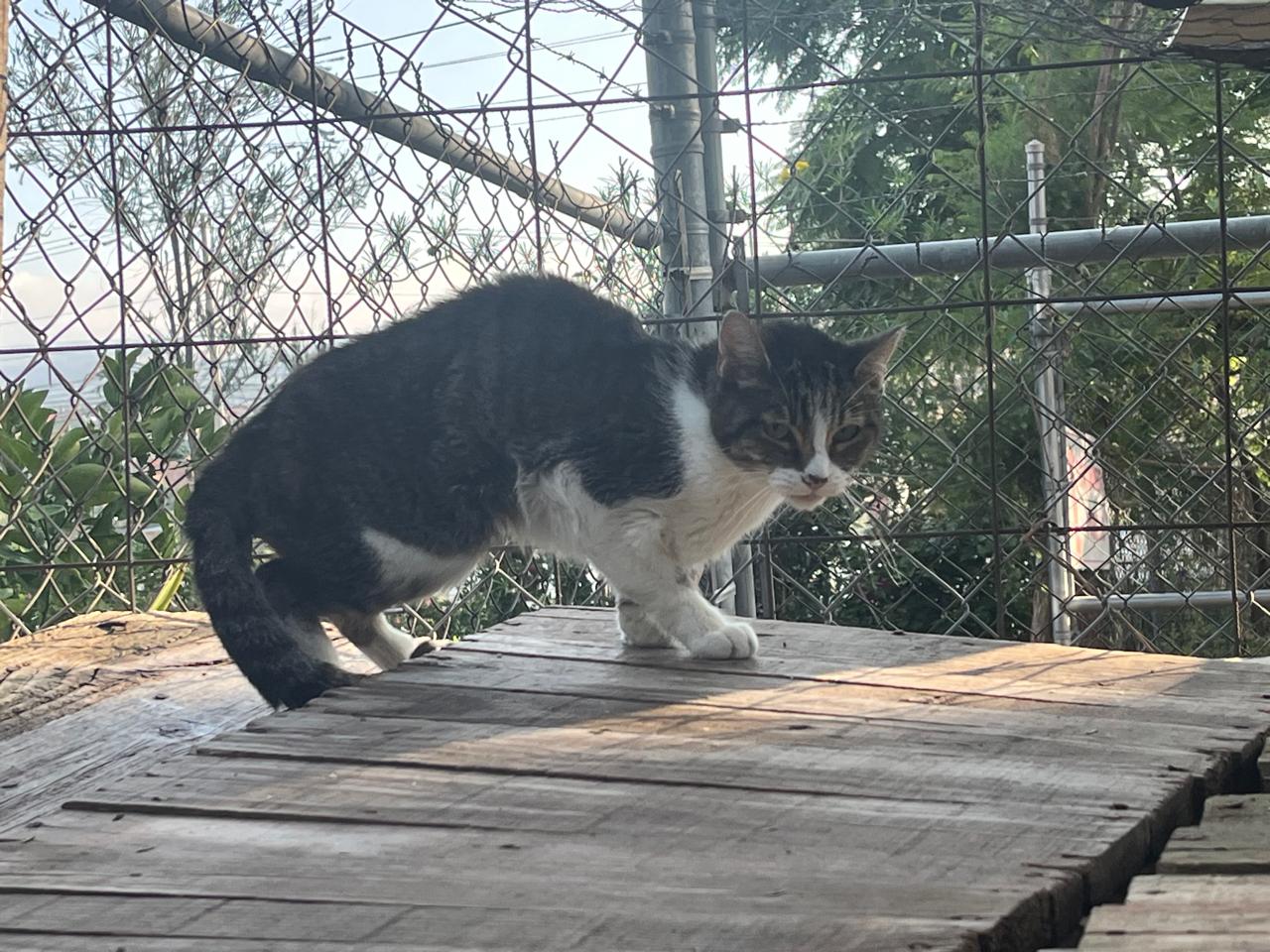 Foto de TABBY
