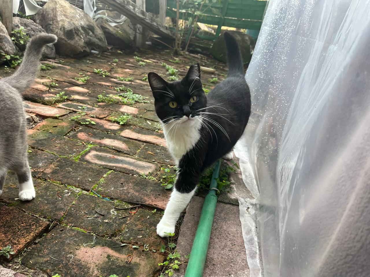Foto de CHAPLIN