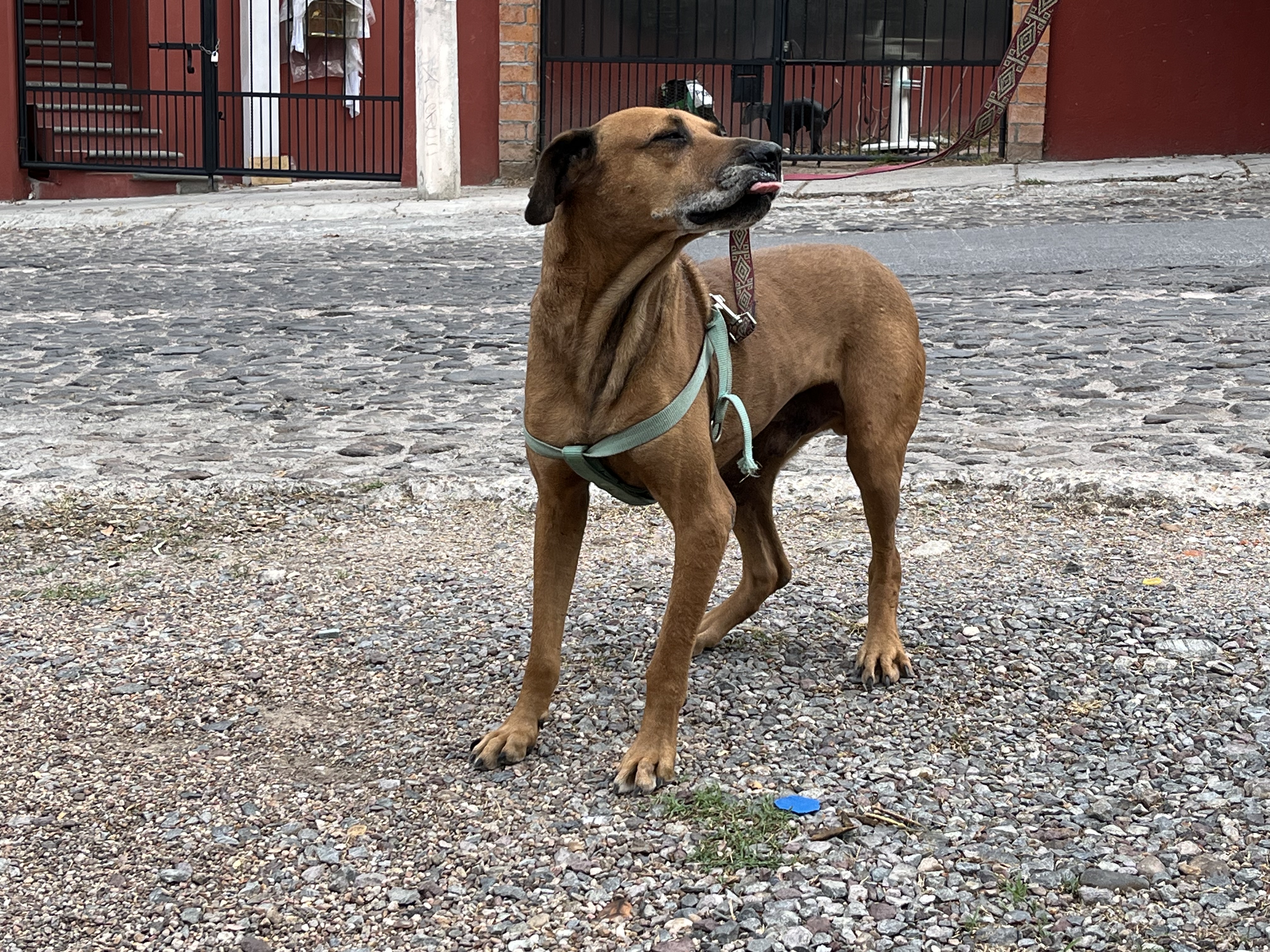 Foto de PEDRO