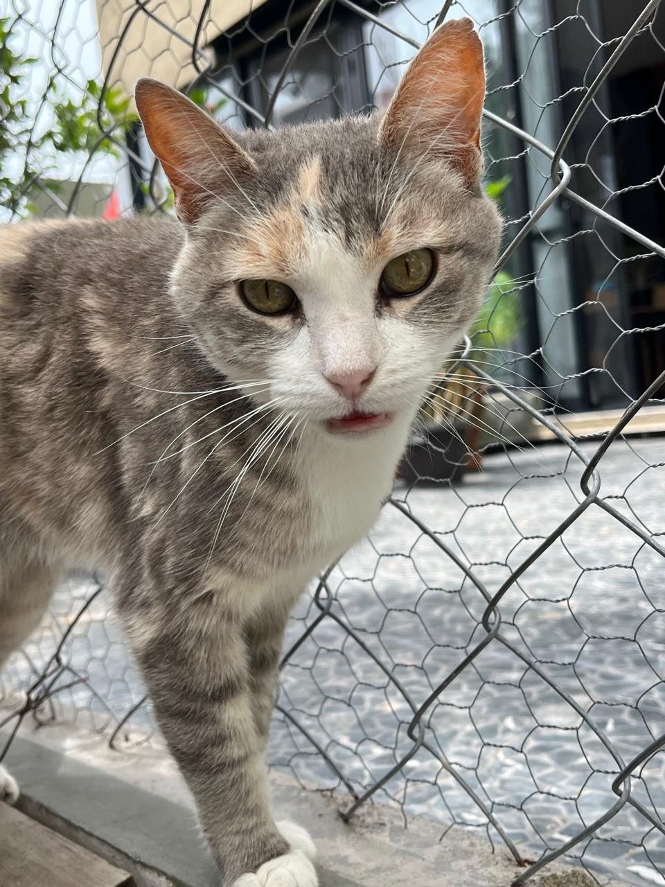 Foto de CAMILA