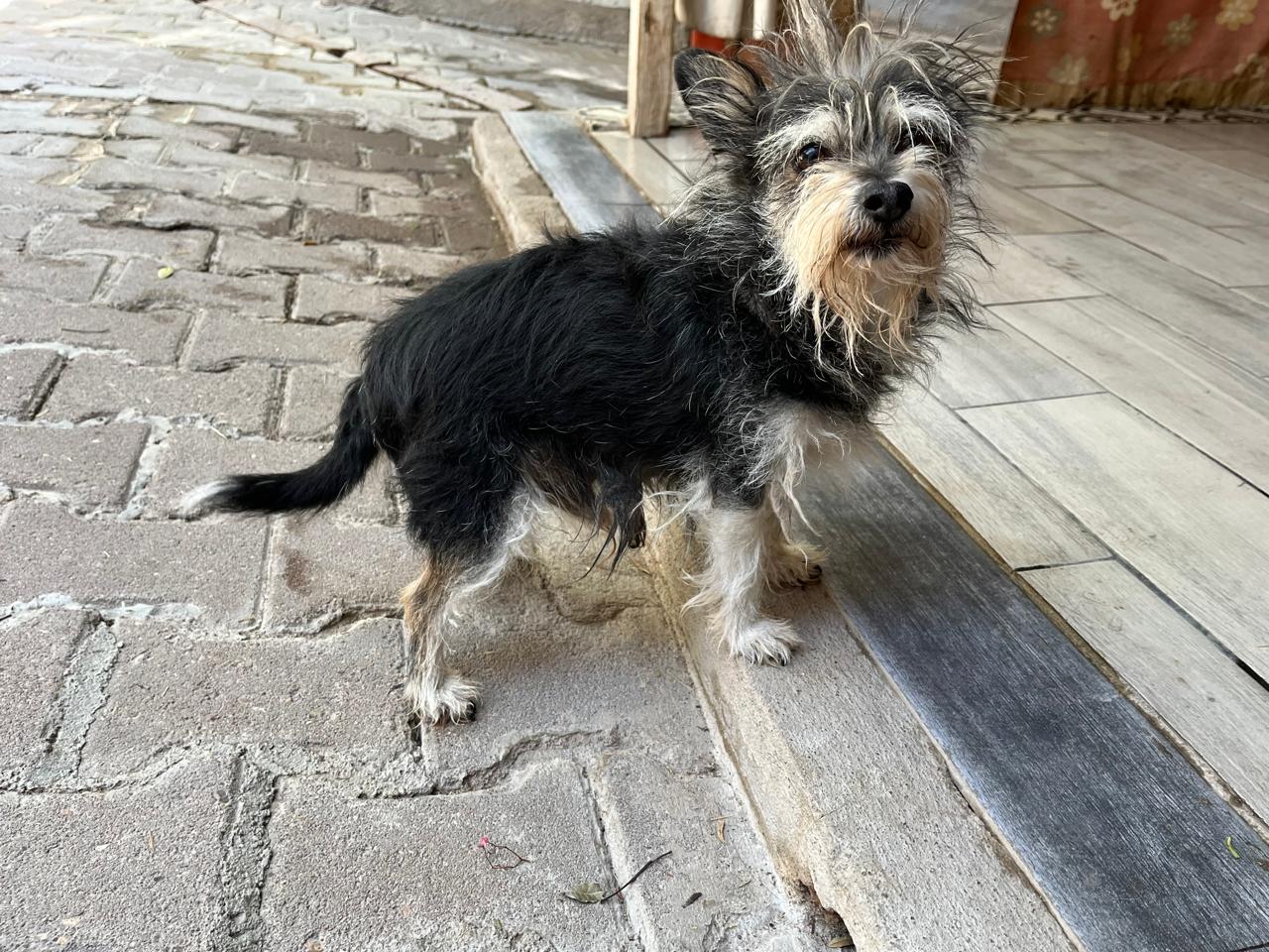 Foto de WOLFY