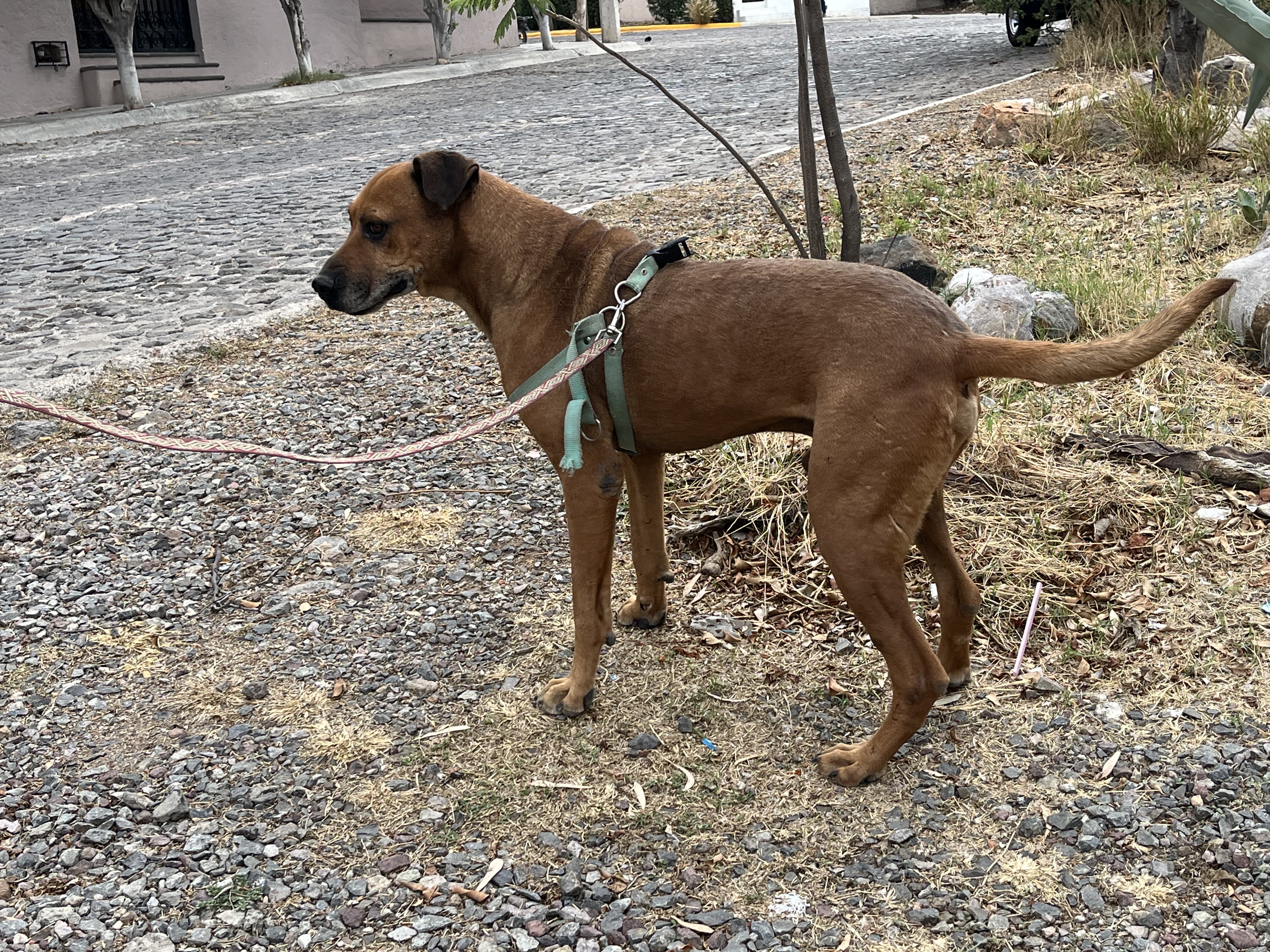 Foto de PEDRO