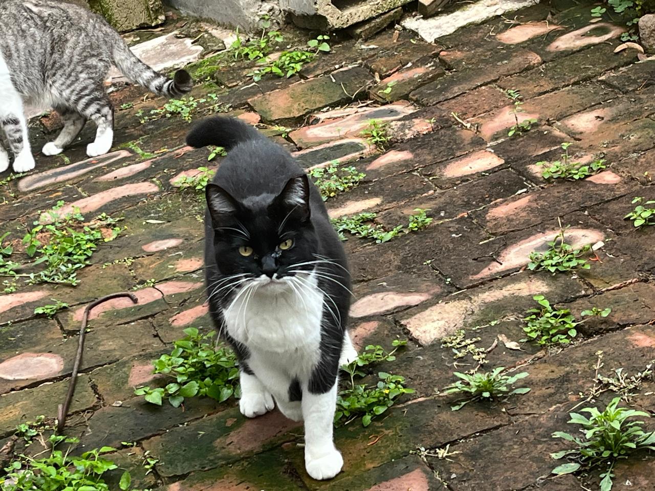 Foto de CHAPLIN