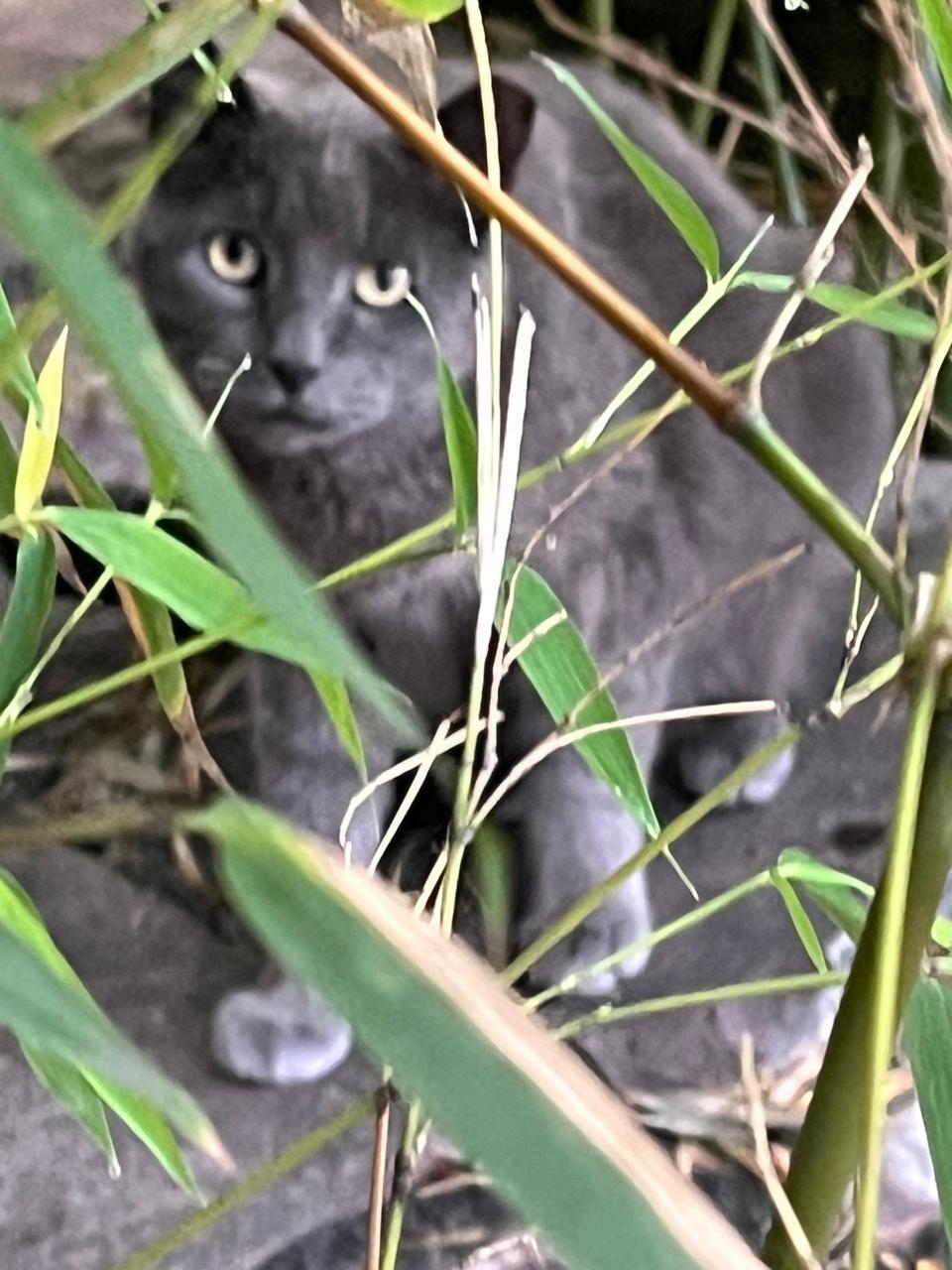 Foto de RUSO