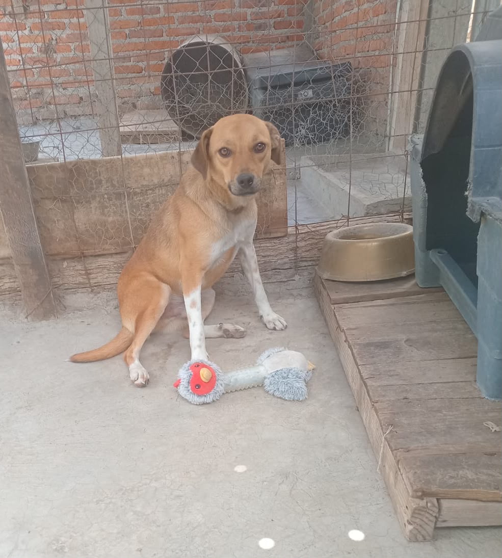 Foto de PANCHO