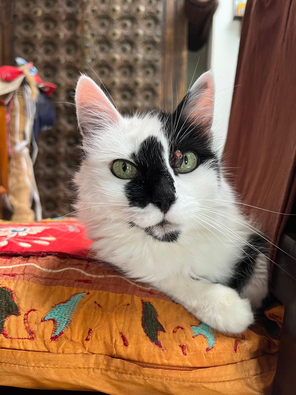 Foto de KARMA