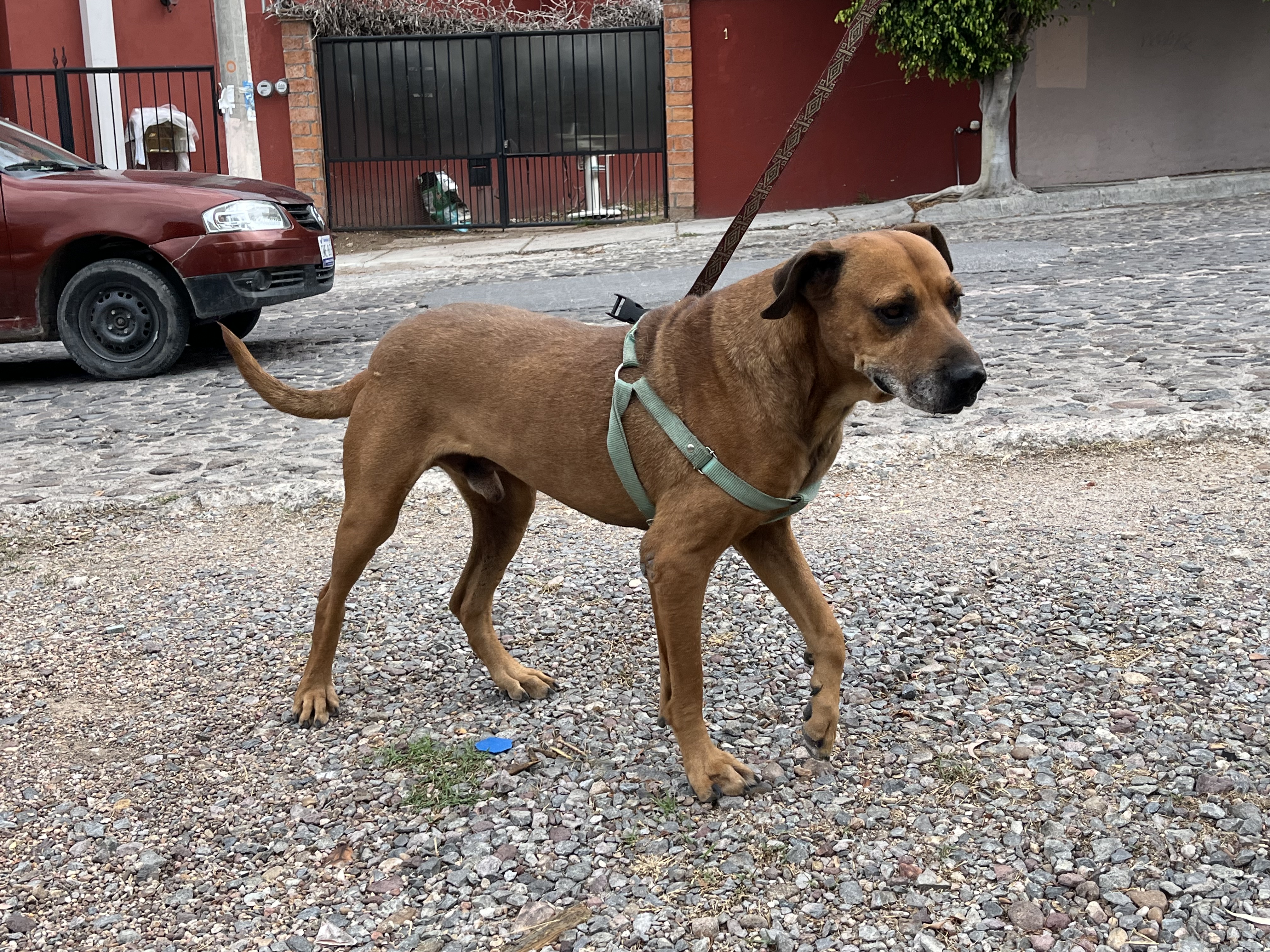 Foto de PEDRO