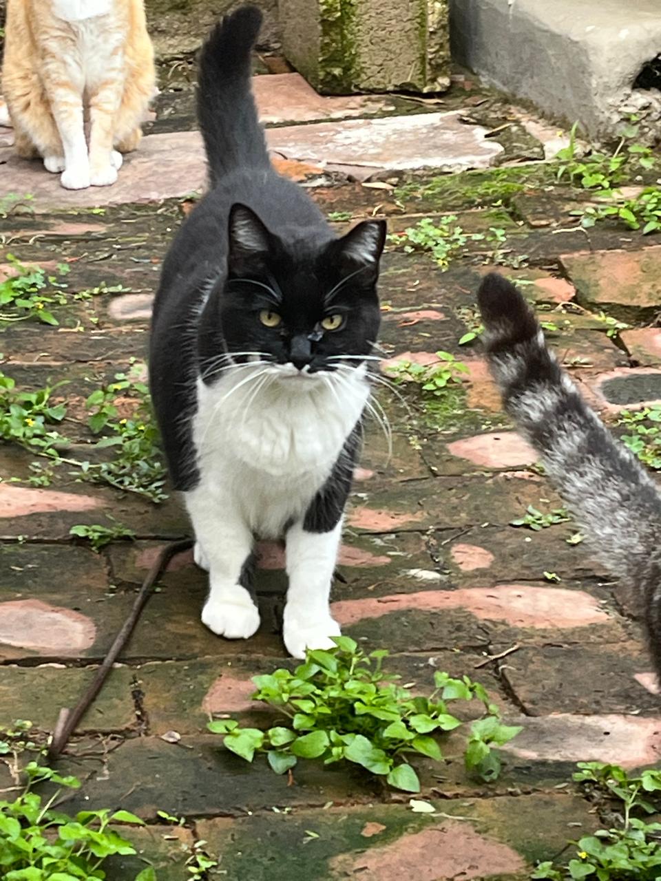 Foto de CHAPLIN