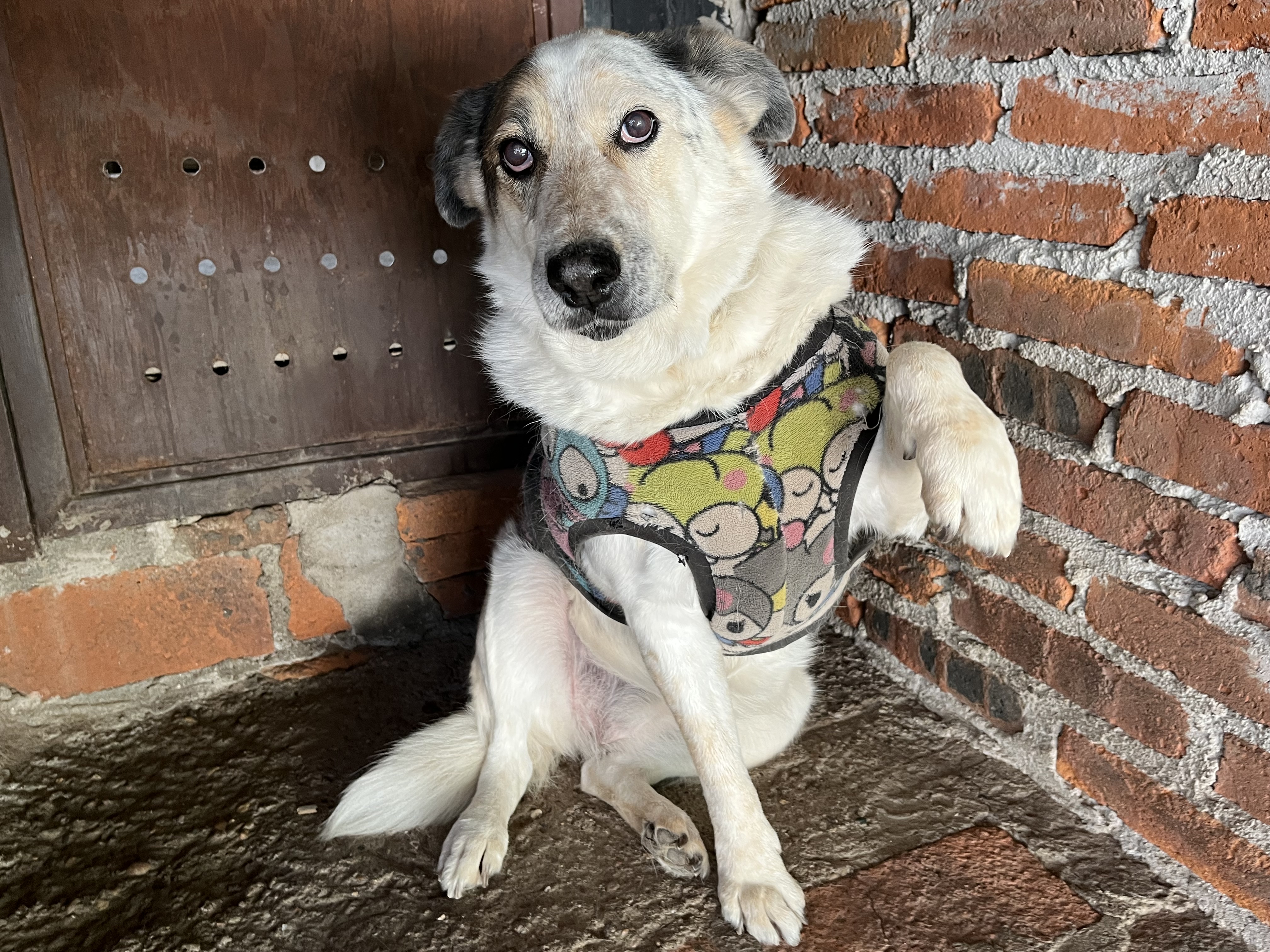 Foto de SOPHY