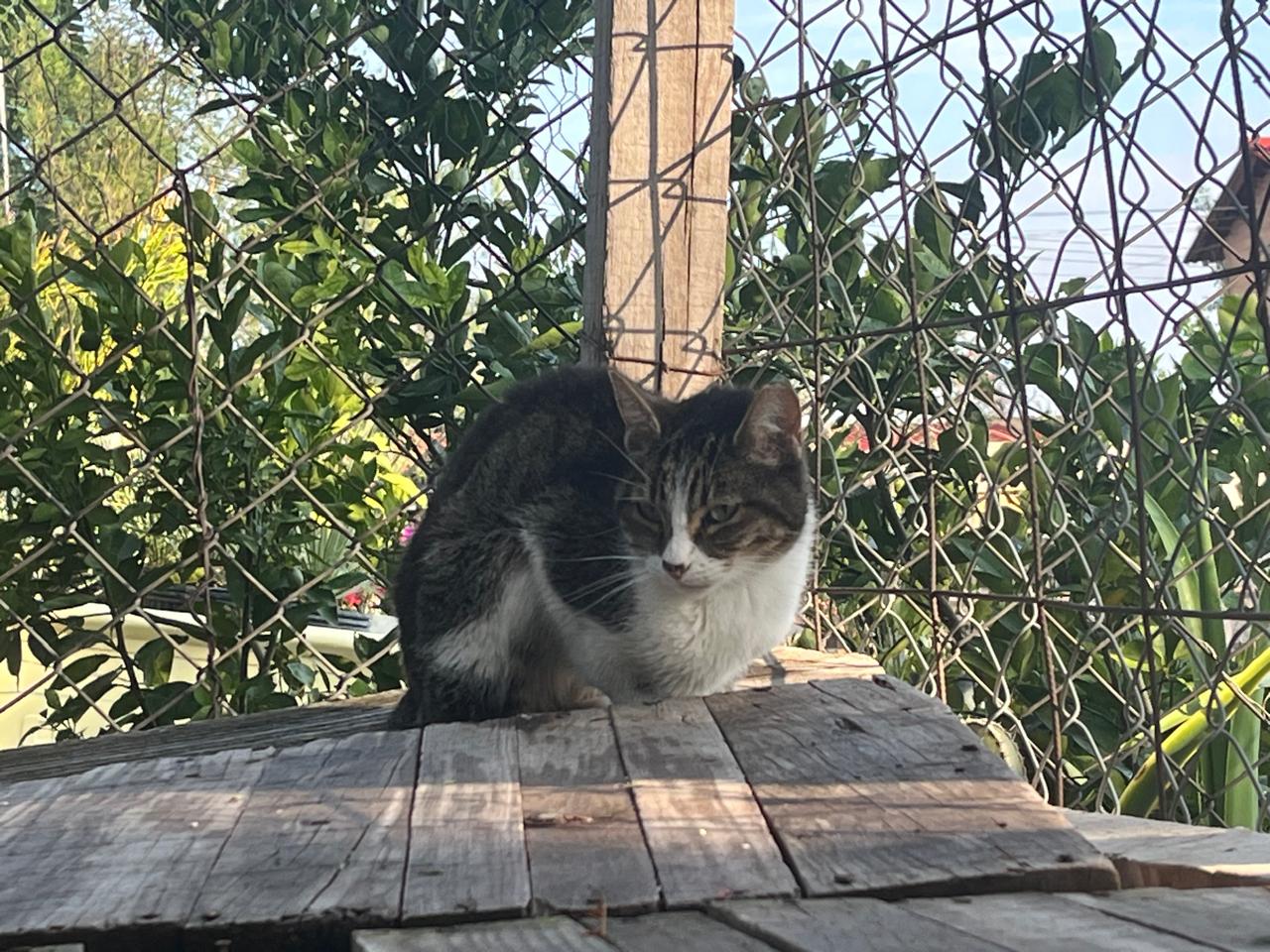 Foto de TABBY