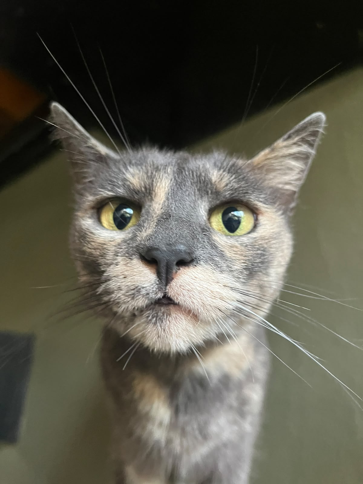 Foto de PIMIENTA