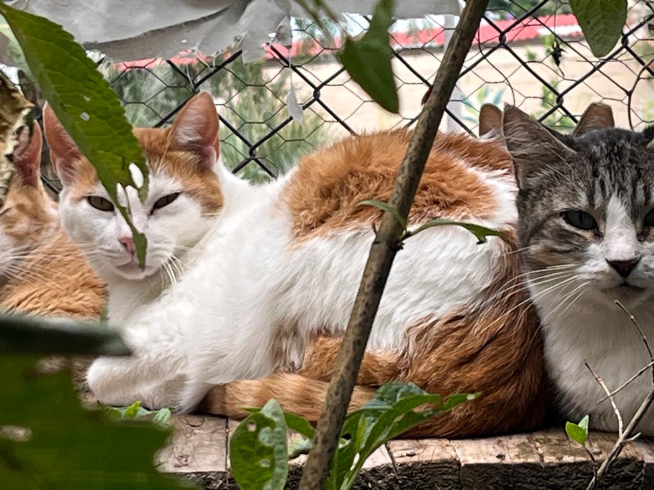 Foto de HUGO