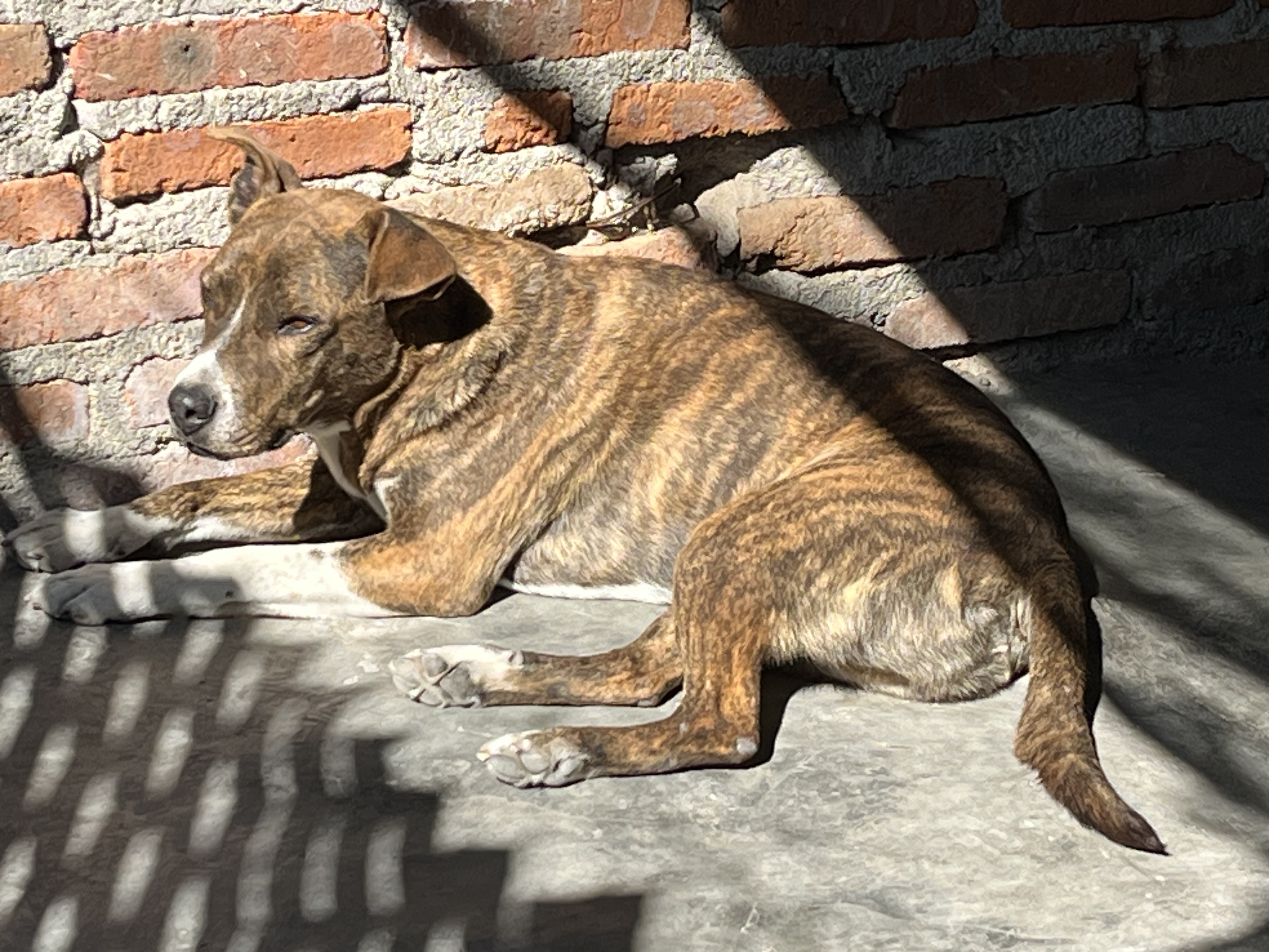 Foto de TIGER