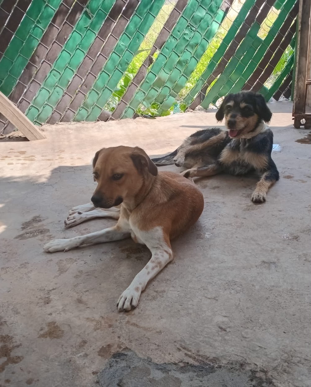 Foto de PANCHO