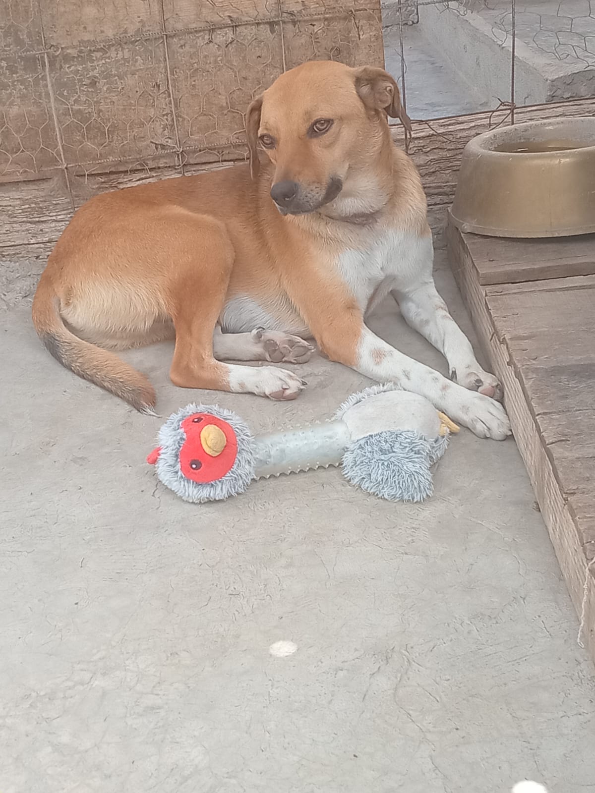 Foto de PANCHO